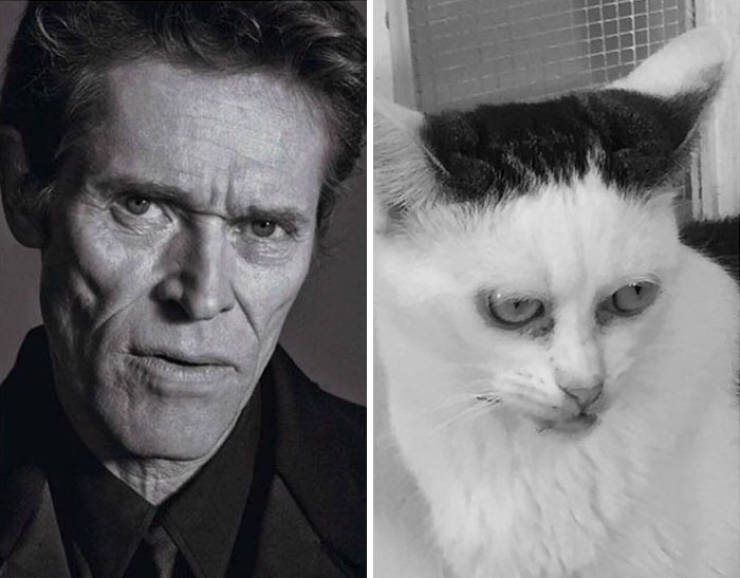 Is This Cat The Real Steve Buscemi?!