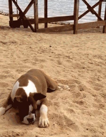 page,2,top 100 animals pics of the year 2019.html - 1 HD Photos | Premium Gallery 2019