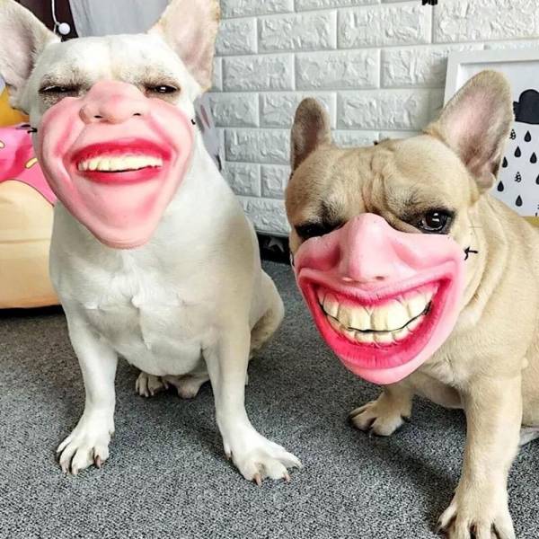 Daily Picdump