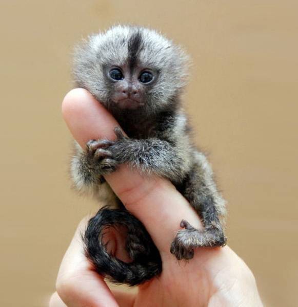 page,3,top 100 animals pics of the year 2019.html - 1 HD Photos | Premium Gallery 2019