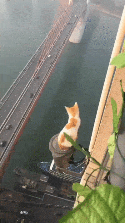 Look Wherever You Want, But Not Down