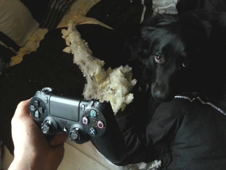 Daily Picdump