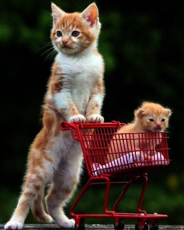 daily picdump 97 pics 11.html - 97 HD Photos | Premium Gallery 2019