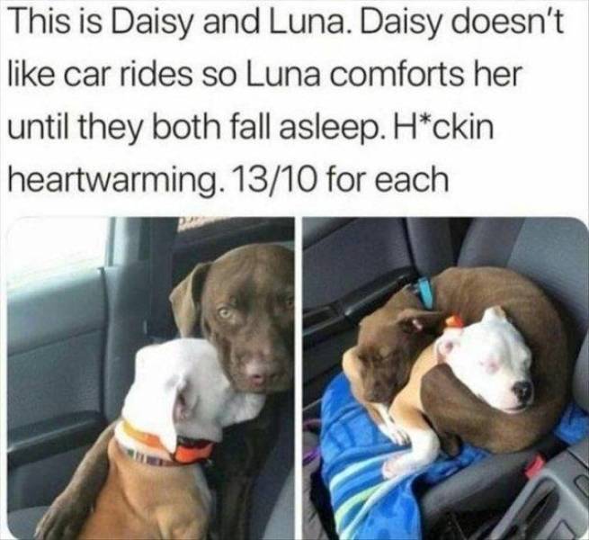 page,3,top 100 animals pics of the year 2019.html - 1 HD Photos | Premium Gallery 2019