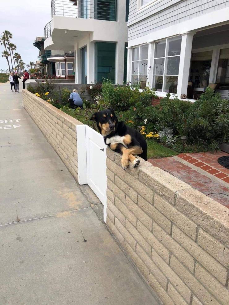 Daily Picdump