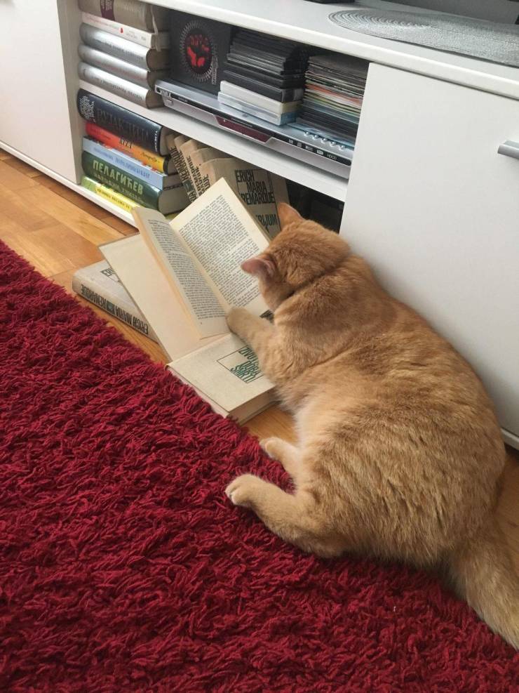 Daily Picdump