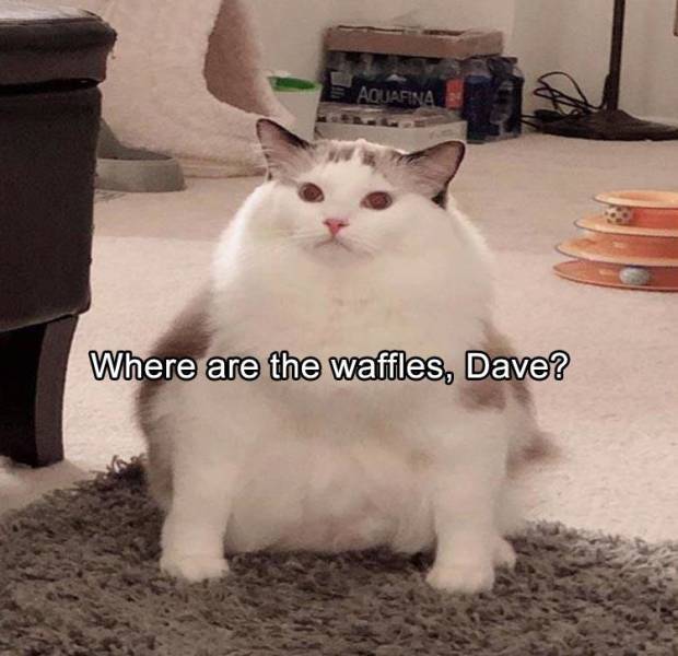 funny picdump 52 pics 1.html - 52 HD Photos | Premium Gallery 2019