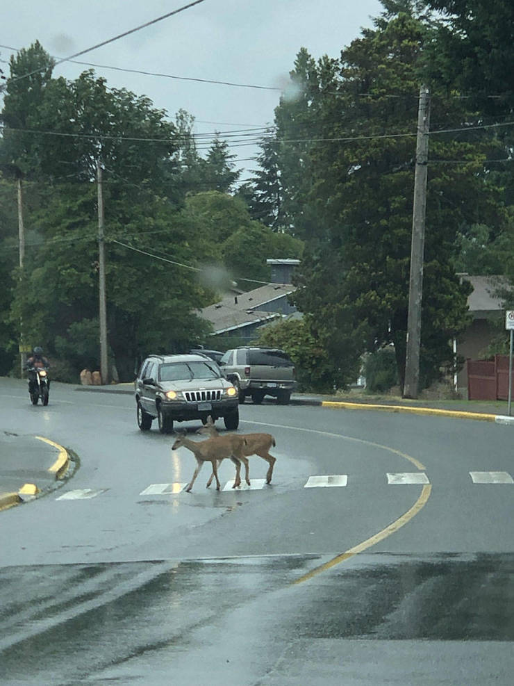 daily picdump weekend edition 52 pics 7.html - 52 HD Photos | Premium Gallery 2019