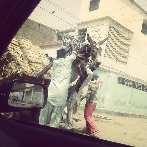 Daily Picdump