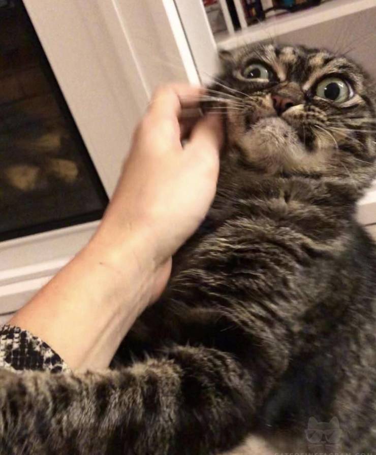 Daily Picdump