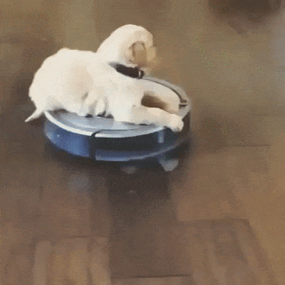 It’s Dog Day Every Day!