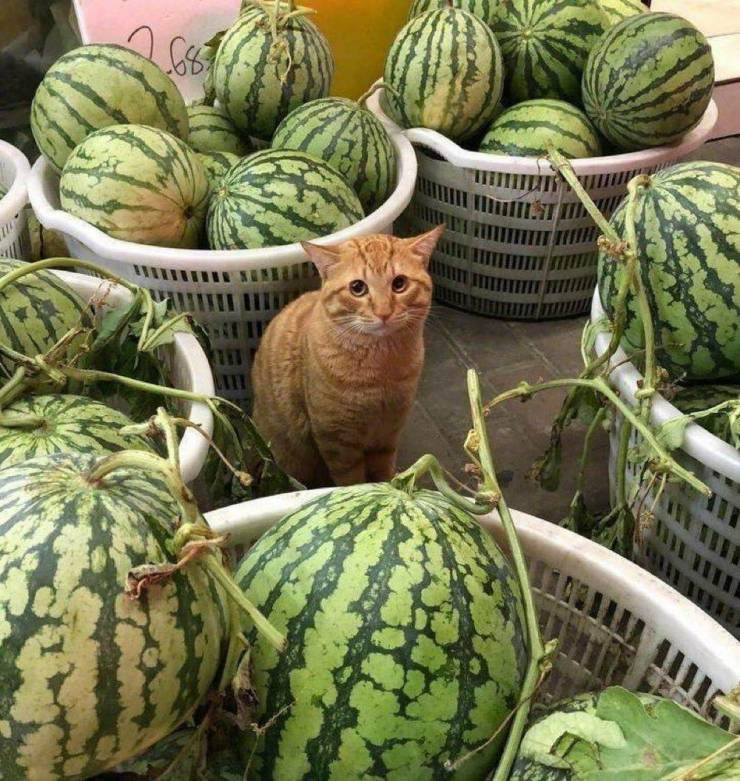 Daily Picdump