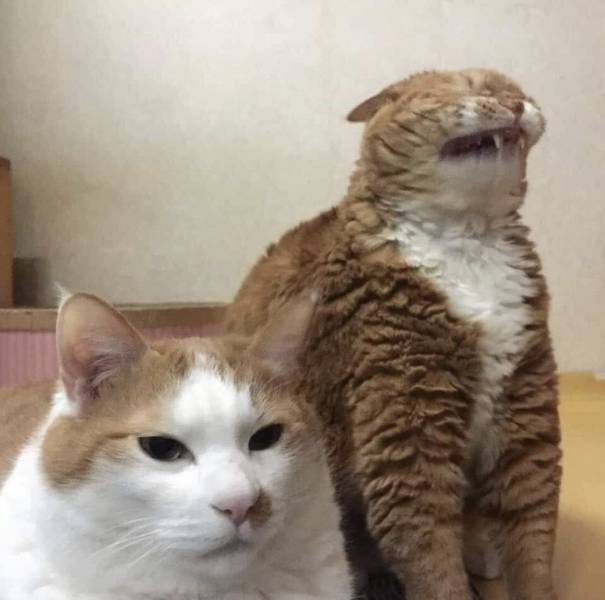 daily picdump 97 pics 42.html - 97 HD Photos | Premium Gallery 2019