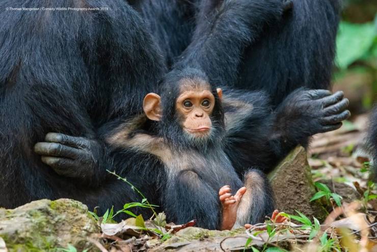 page,2,top 100 animals pics of the year 2019.html - 1 HD Photos | Premium Gallery 2019
