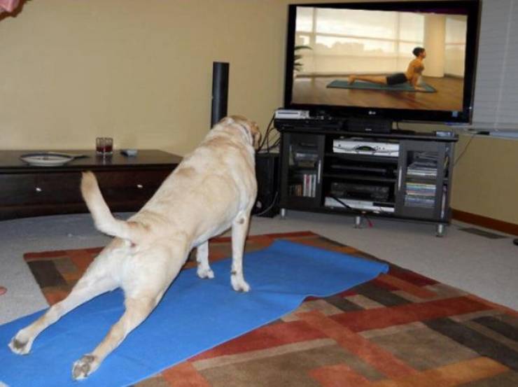 Daily Picdump