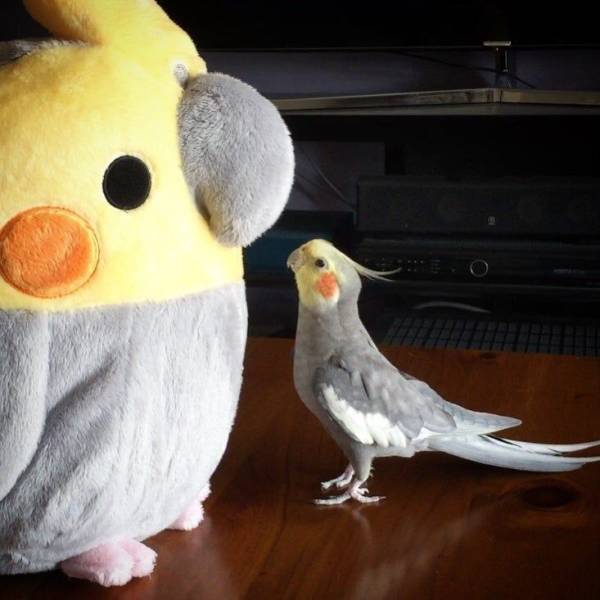 daily picdump 94 pics 14.html - 94 HD Photos | Premium Gallery 2019