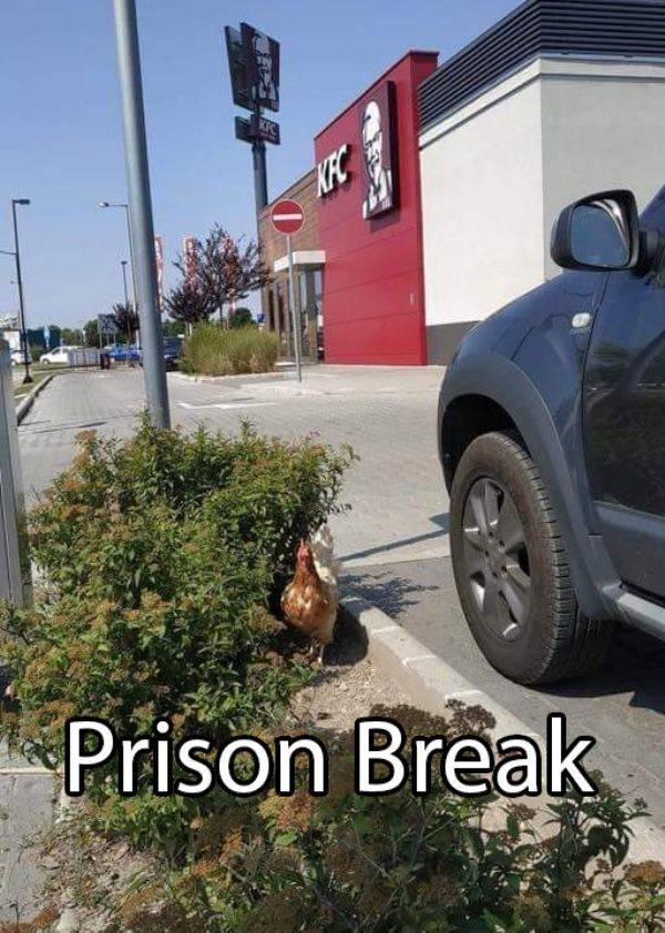 Daily Picdump