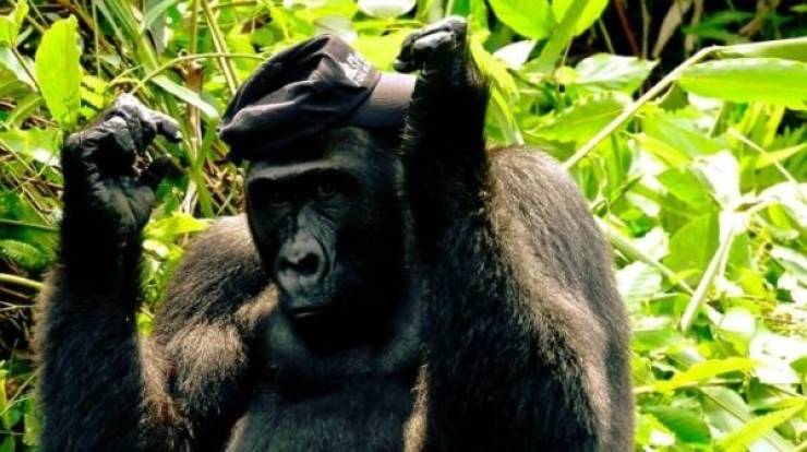 Animals Just Can’t Stop Being Funny