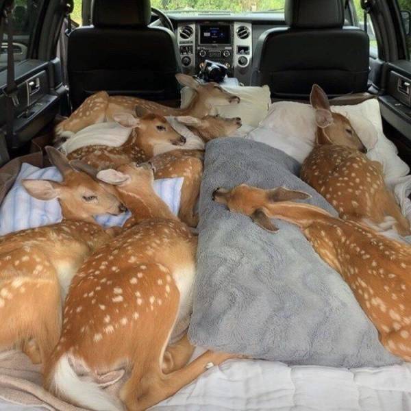 Animals Just Can’t Stop Being Funny