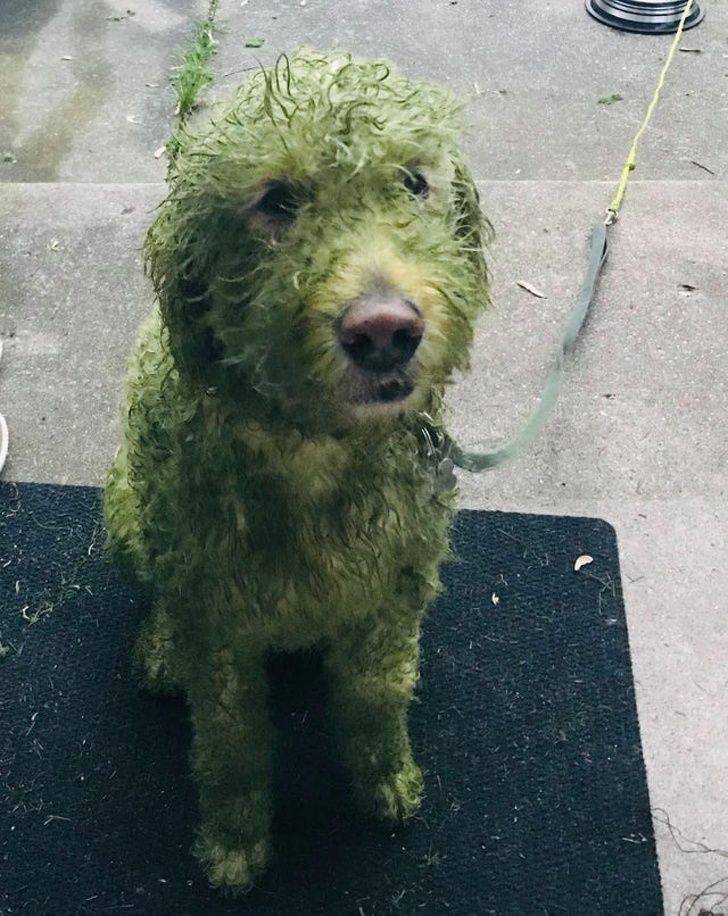 Animals Just Can’t Stop Being Funny