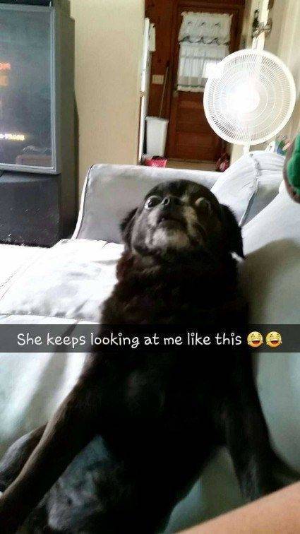 Animals Just Can’t Stop Being Funny