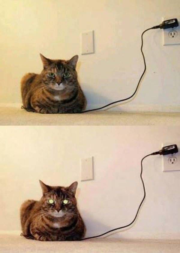 Animals Just Can’t Stop Being Funny