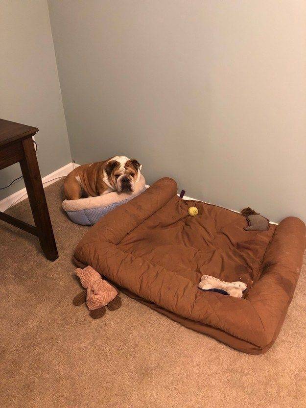 Animals Just Can’t Stop Being Funny