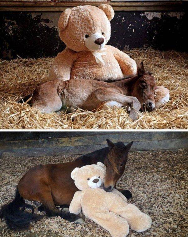 Animals Just Can’t Stop Being Funny