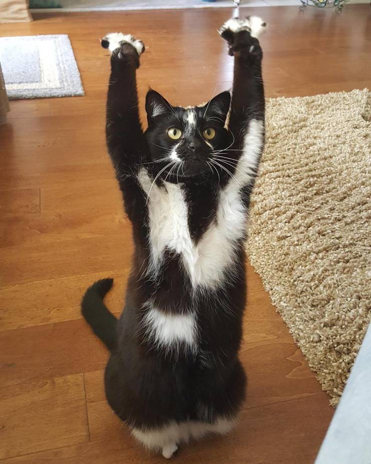 Animals Just Can’t Stop Being Funny