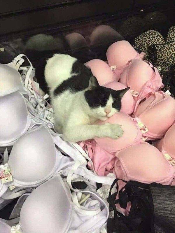 Animals Just Can’t Stop Being Funny