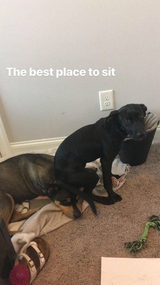 Animals Just Can’t Stop Being Funny