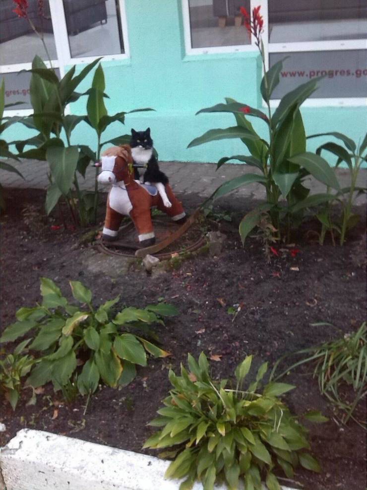 Daily Picdump