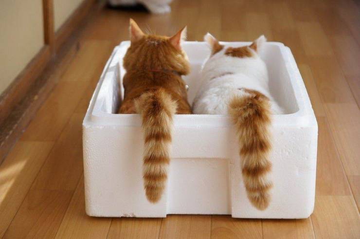 Daily Picdump