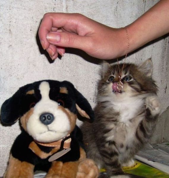 Funny picdump