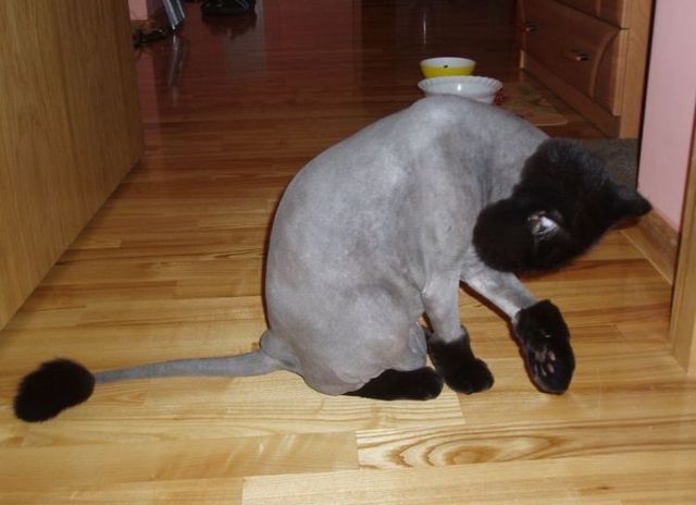 Funny picdump