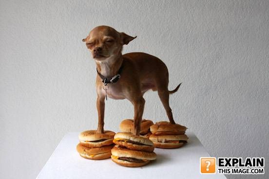 Random pictures that make no sense (55 pics)