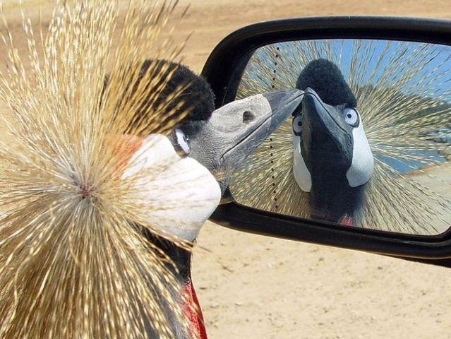 Funny picdump