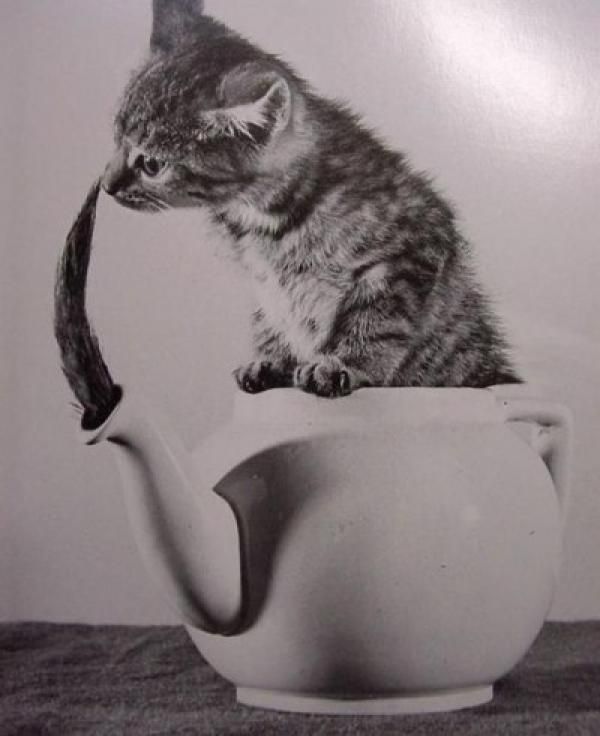 Funny picdump (154 pics)