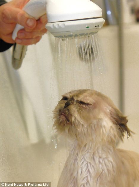 Funny picdump (154 pics)