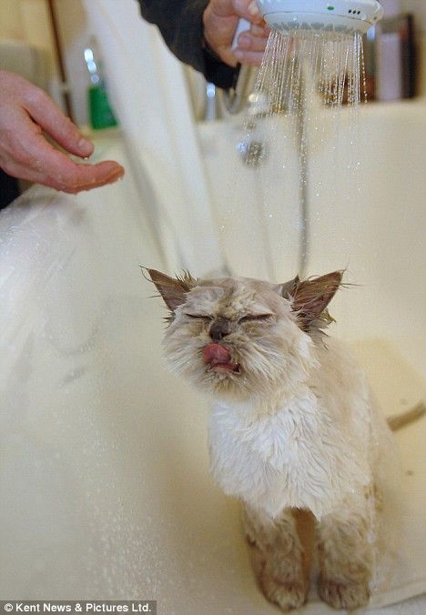 Funny picdump (154 pics)