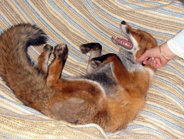 Funny picdump (129 pics)