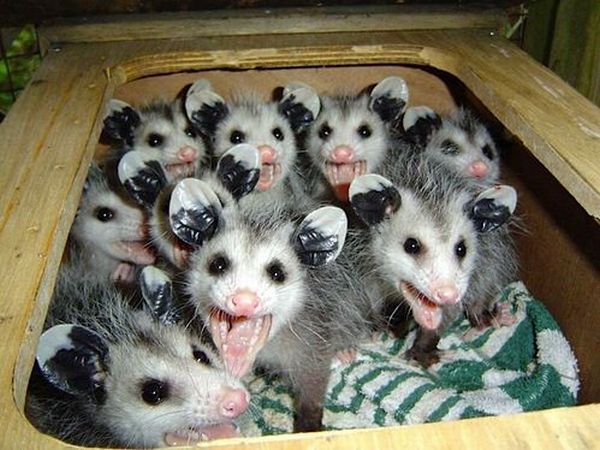 Funny picdump (129 pics)