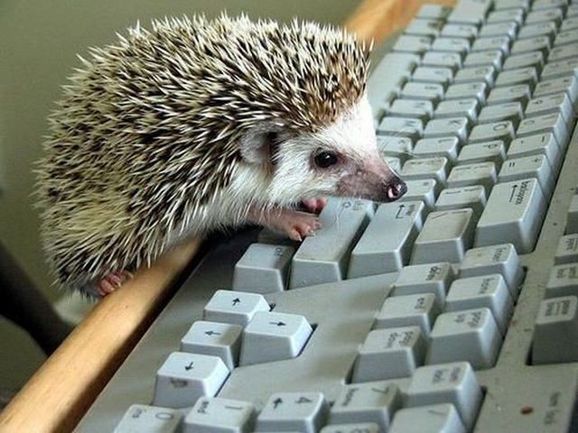 Funny picdump (100 pics)