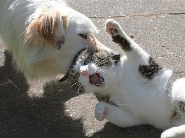 Funny picdump (116 pics)