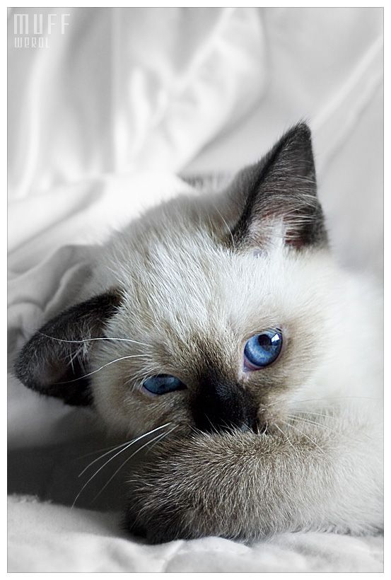 Funny picdump (105 pics)