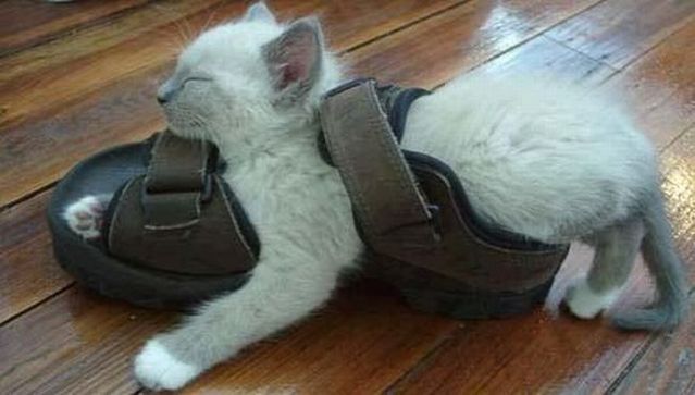 Funny picdump (133 pics)