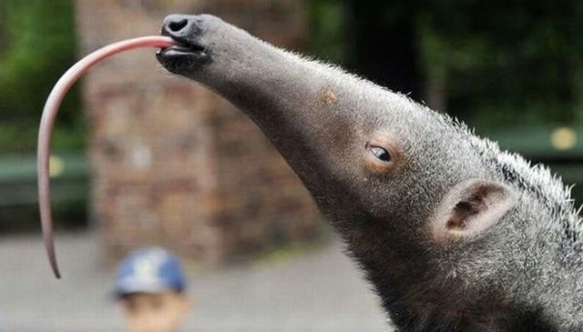 Funny picdump (133 pics)