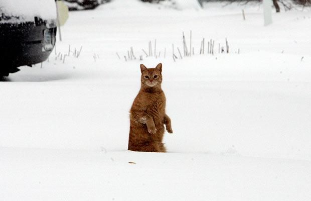 Funny picdump (111 pics)