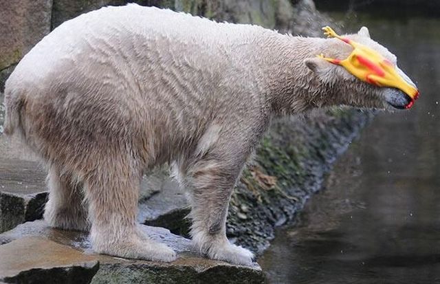 Funny picdump (111 pics)