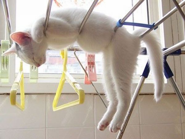 Funny picdump (111 pics)